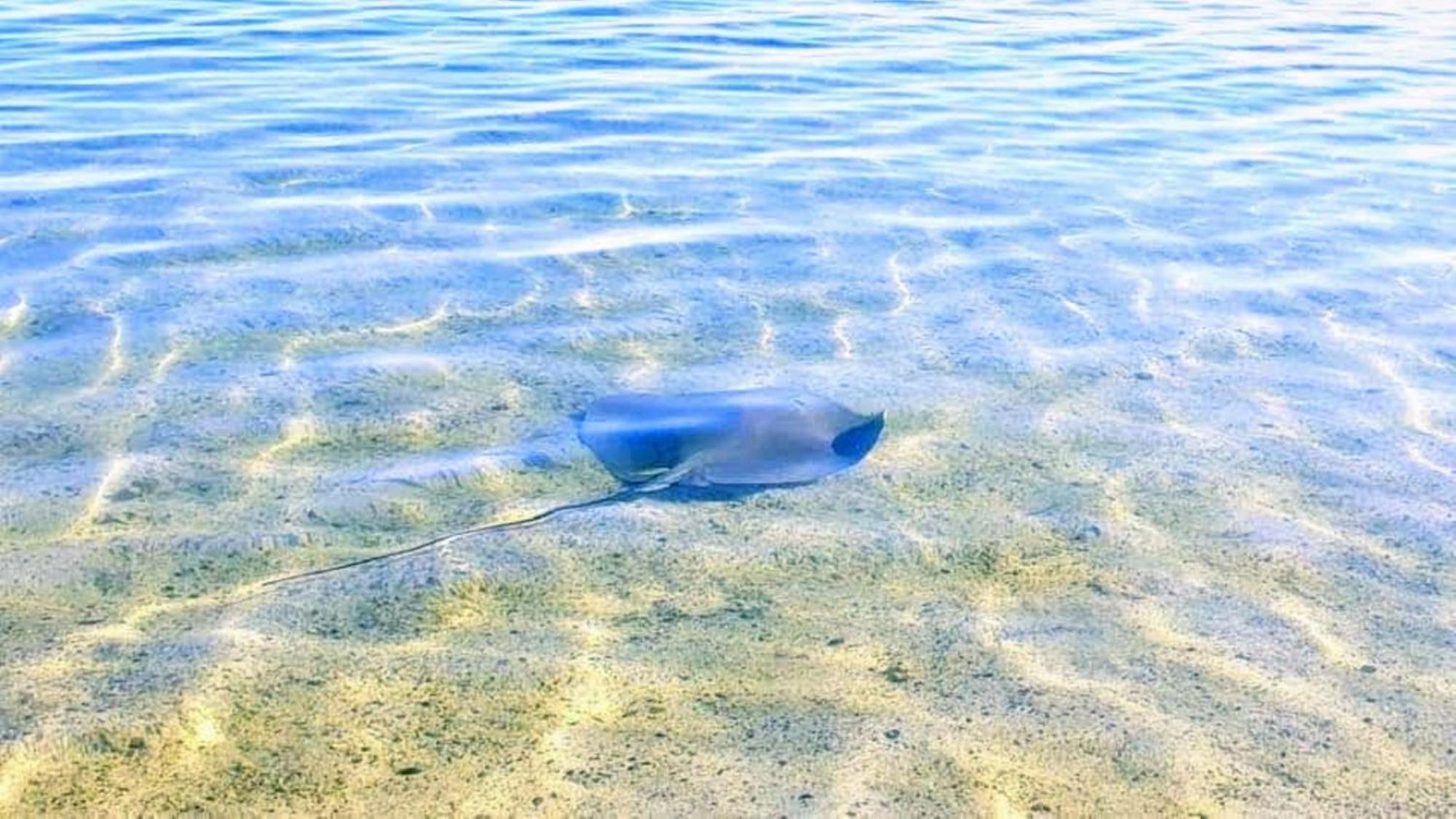 Moorea - Fare Taina Nui Haapiti Zewnętrze zdjęcie